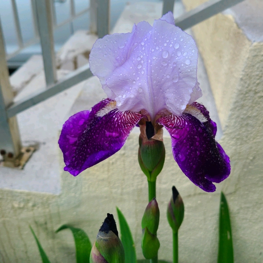 Two Toned Bearded Iris  4 plants $15